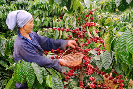 Kỹ thuật chăm sóc cây cà phê sau thu hoạch